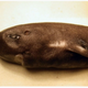 Image for article titled A rare, incredibly cute “pocket shark” was just discovered